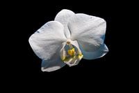 Elegance in Contrast