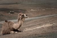 dromedaris in de rui in kleur