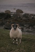Des pâturages paisibles : la vie des moutons sur l'île de Skye