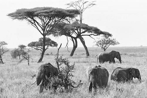 Gruppe afrikanischer Elefanten auf den Grasebenen des Serengeti-Nationalparks, Tansania von Rini Kools
