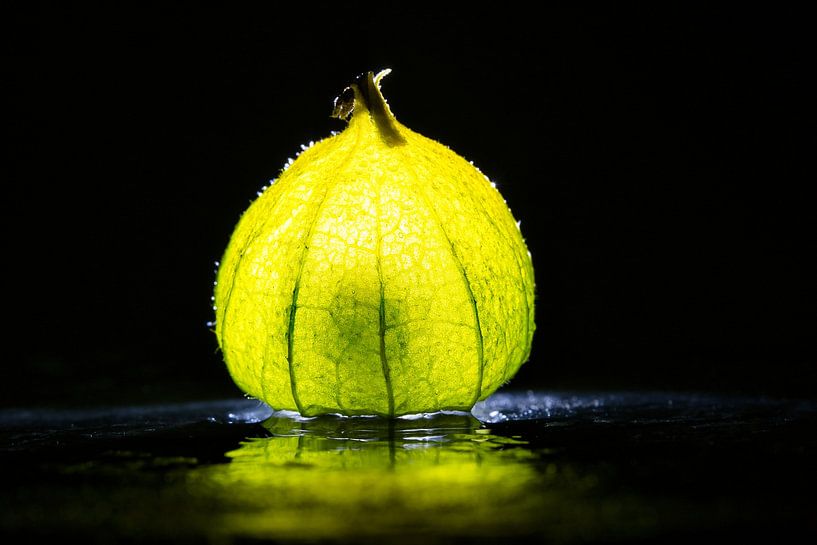 Physalis Früchten mit Lichtspot von Martin Köbsch
