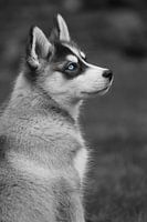 Husky 