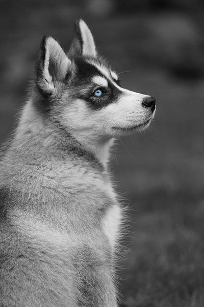 Husky  von Astrid Brouwers