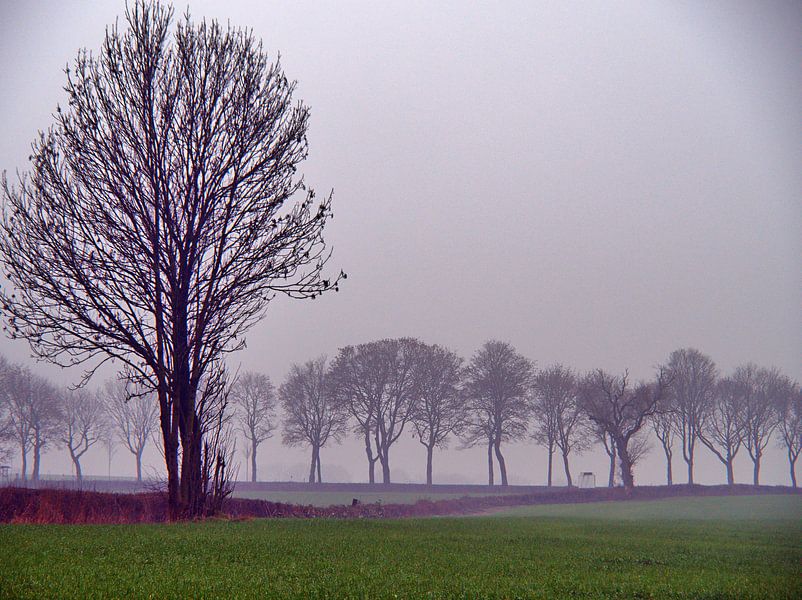 Arbres de brume par Edgar Schermaul