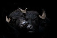 Twee waterbuffels op zwart