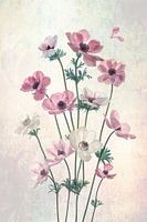 Pretty Dancing Poppies