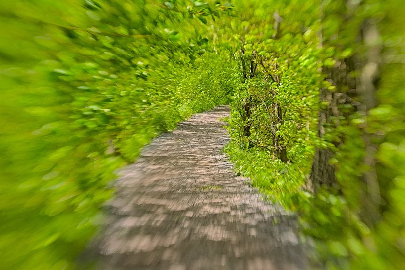 Path through a sunny green tunnel by Kristof Lauwers