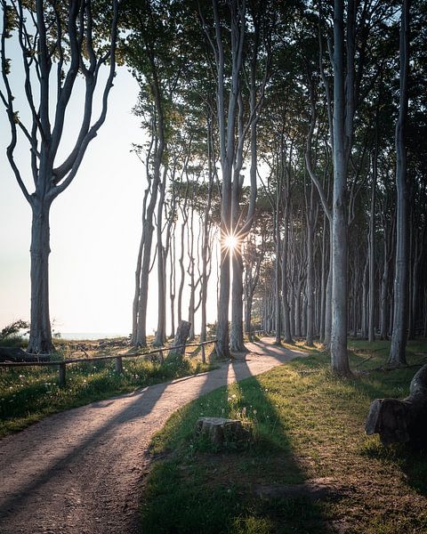 Ghost forest Nienhagen by swc07