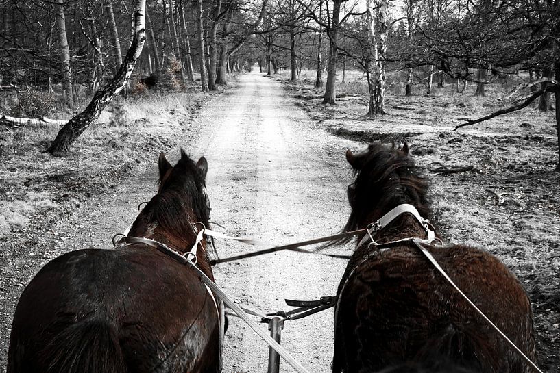 Covered wagon with draught horses through the Veluwe by Saranda in t Veld Fotografie