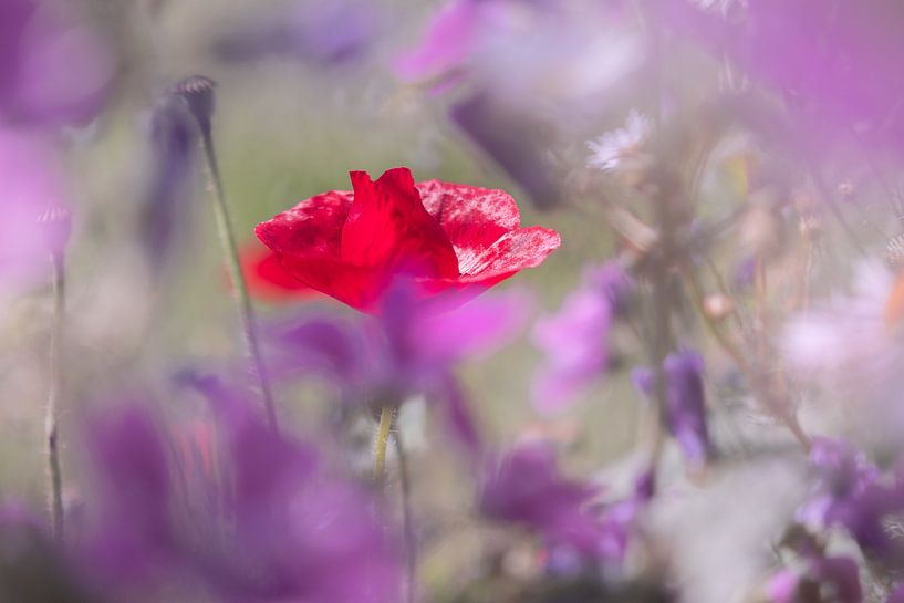 Mohnblume in Pink von Kurt Krause