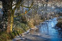 Le martin-pêcheur en hiver