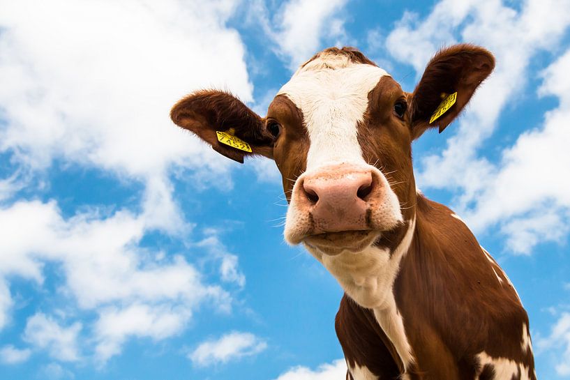 Vache avec ciel bleu et nuages par Foto Kopen