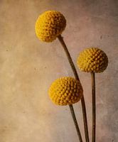 craspedia / drumstick flower