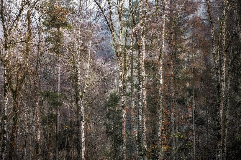 Fairytale autumn forest by Hanneke Luit