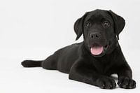 labrador puppy op een witte achtergrond