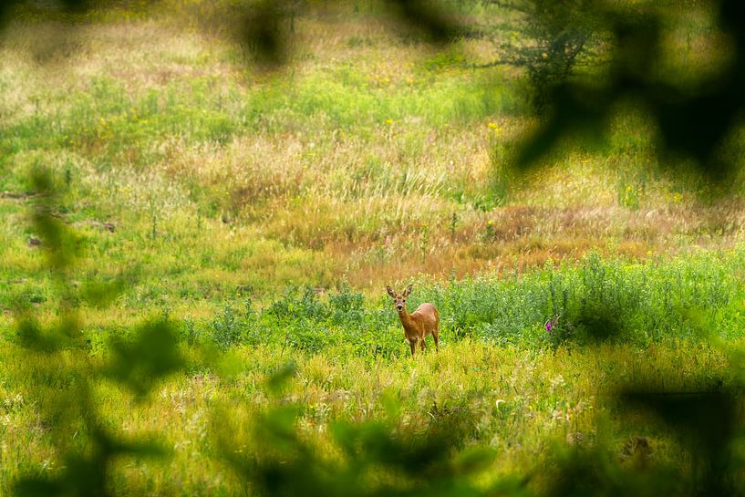 Ausblick - Montferland von Natuurlijk Achterhoek