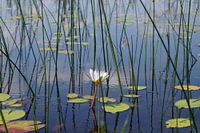weerspiegelingen in het water