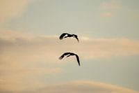 Silhouette von zwei Störchen (liegend)