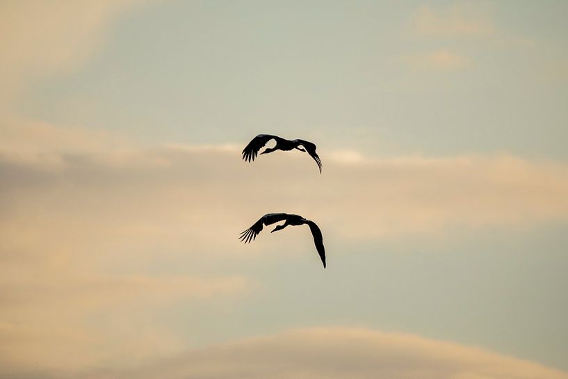 Silhouette von zwei Störchen (liegend) von Thomas Thiemann