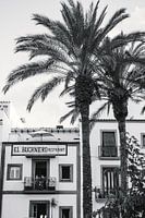 Palmboom Ibiza Landschap