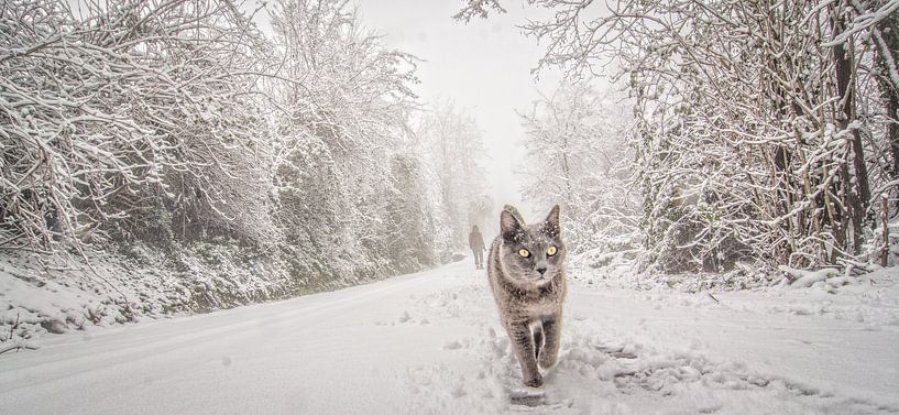 Katze im Schnee von Frans Scherpenisse