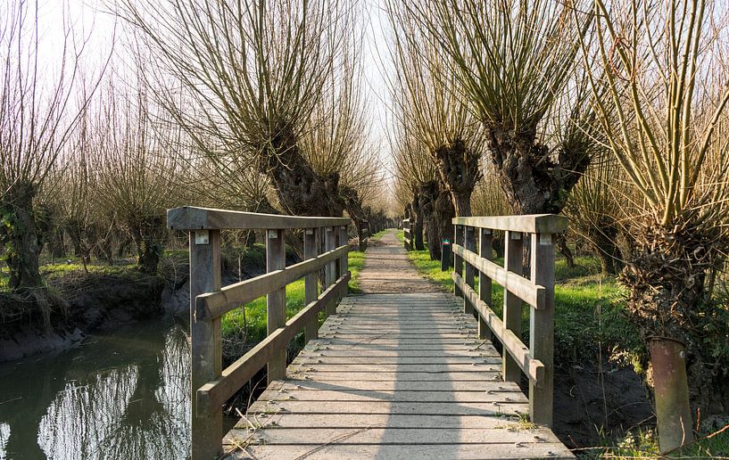 wooden bridge with old trees in holland by ChrisWillemsen