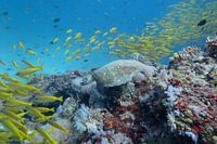 Schildpad in een school vissen