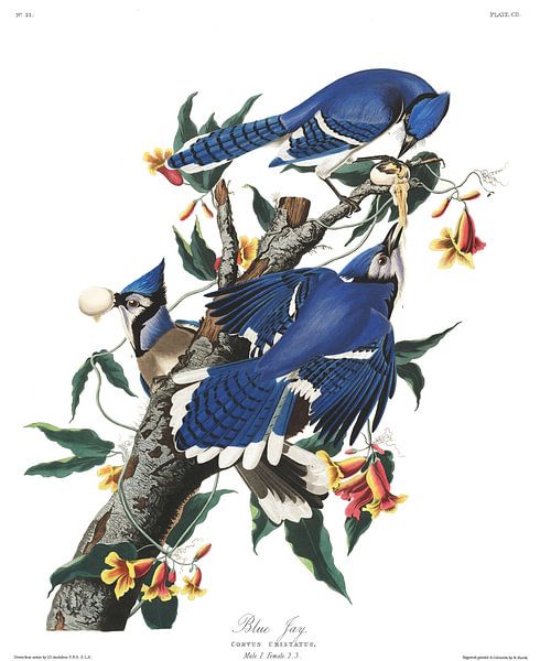 Geai Bleu par Birds of America