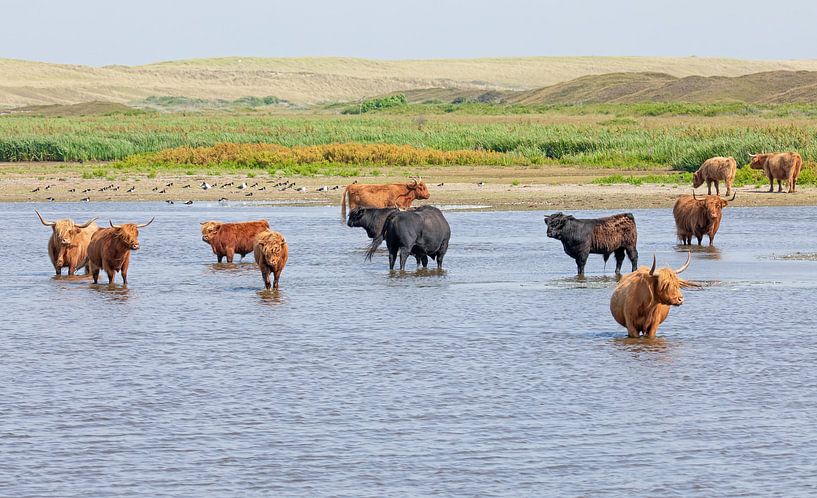 Schottische Highlanders auf Texel. von Justin Sinner Photography (Fotograf auf Texel)