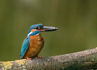 Ijsvogel met een heerlijk visje