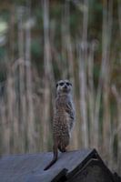 Suricate curieux