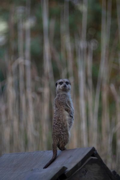 Suricate curieux par Jessalyn Nugteren