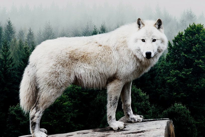 Wolf Forest by Mateo