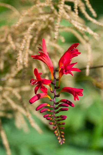 Fleurs par Henri Boer Fotografie