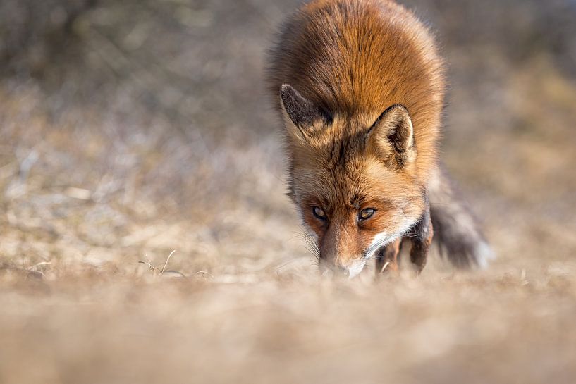 Magnifique renard dans les dunes de la Hollande du Nord par Jolanda Aalbers