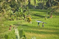Happy Children with Kite in Bali