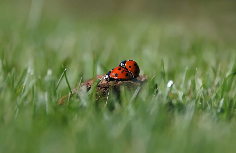 Macht Liebe statt Krieg! von Maickel Dedeken