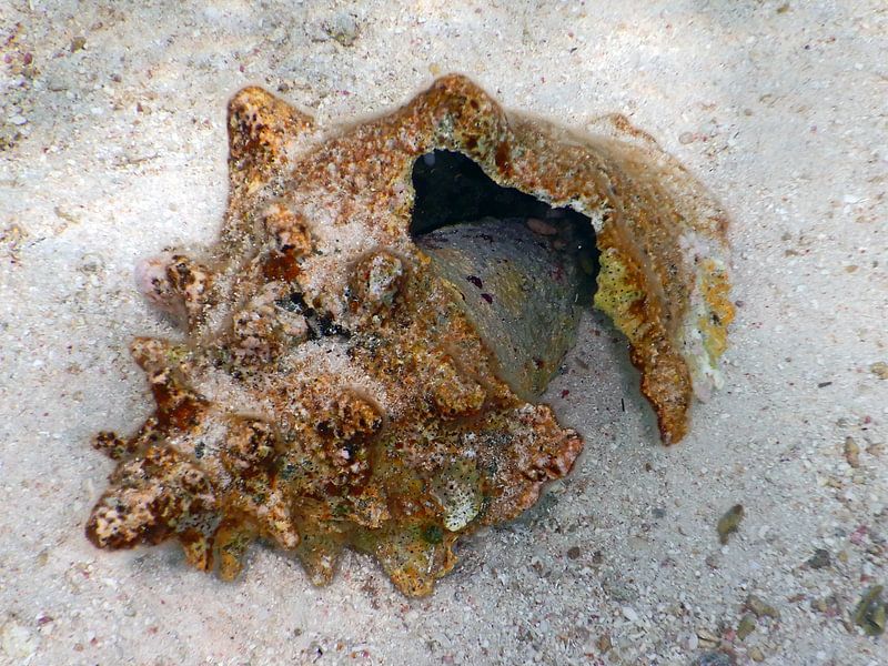 Onderwater foto, Stilleven Bonaire, schelp op bodem par Silvia Weenink