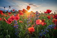Champ de coquelicots
