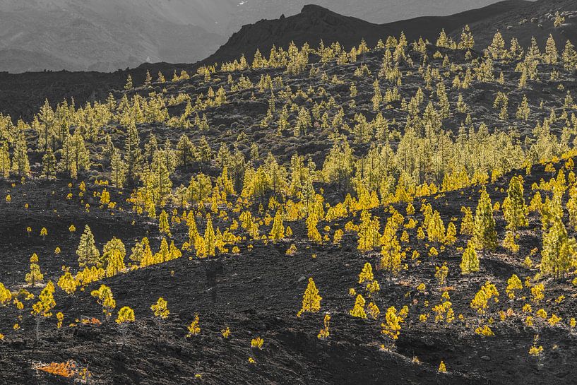 Goldgelbe Kanarische Kiefern von Walter G. Allgöwer