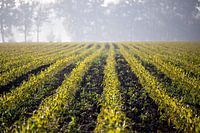 Jeune maïs dans le champ