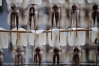 Trocknen von Tintenfisch in Hinomisaki