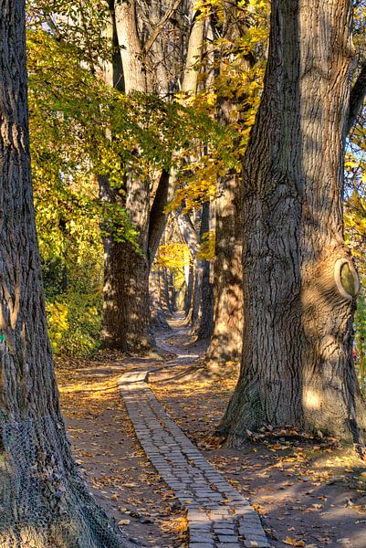Poplar alley Upper Wöhrd Regensburg in autumn by Roith Fotografie
