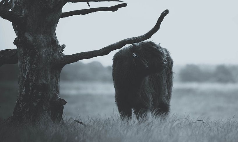 Schottischer Highlander 7 von Jan Peter Nagel