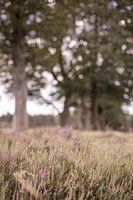 Heide und Baumreihe in der Veluwe, Niederlande