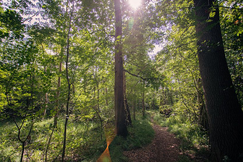 Typisch niederländische Wälder in Oirschot von Angela Kiemeneij
