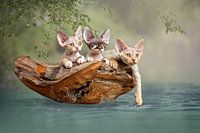 Devon Rex Kätzchen in einem Boot