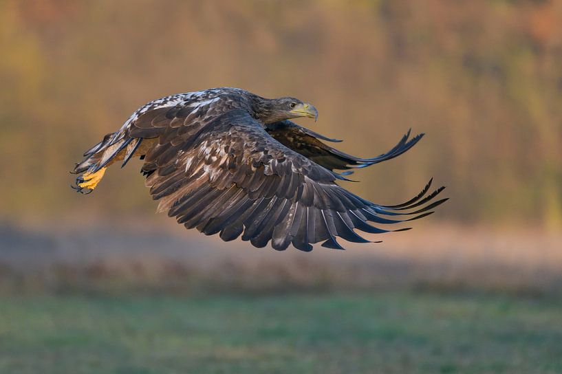 Autumn Eagle by Harry Eggens