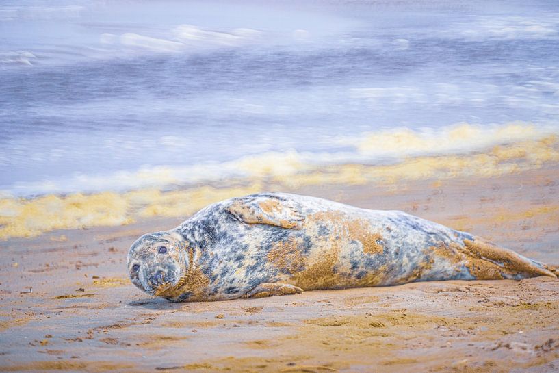 Seal on the beach by Yanuschka | Fotografie Noordwijk