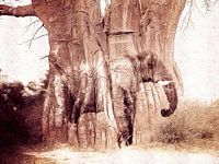 Le baobab et l'éléphant